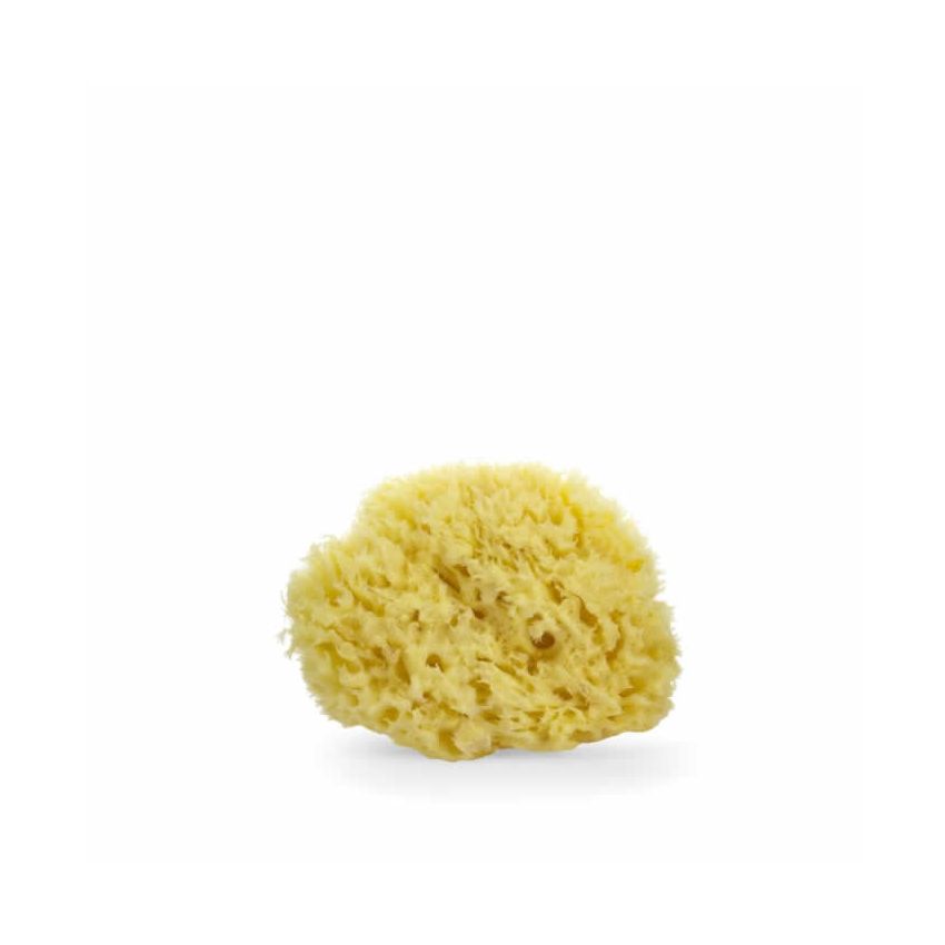 Lua & Lee Sponge 1 Unit