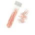 Clips Dorés 2,8 Cm - 50 U