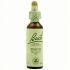 Bach 03 Beech 20Ml